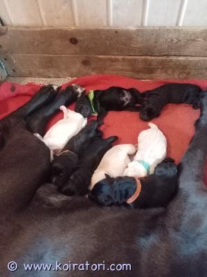 myydään sekarotuinen www.koiratori.com-ilmoitus Varattavissa sekarotuisia 20.7. Syntyneitä pentuja. 4 urosta ja 4 narttua.emä puoliksi dobermann ja puoliksi kaikkea muuta (mm. Doggi, spk, noutajia, landseer, rottweiler...) ja isä käyttölinjainen labradori. Molemmat vanhemmat omia ja nähtävissä.pennuista odotettavissa aktiivisia joka sään ulkoilijoita jotka kiintyvät omaan ihmiseen. Tarvitsevat niin aivotyöskentelyä kuin oman paikan sohvalta.luovutus aikaisintaan 14.9. Madotettuna, ell tarkistamina ja sirutettuna. Mukaan saa pienen pentupaketin sekä kasvattajan ikuisen tuen.hinta 1300e, josta  varausmaksu 300e.kerron mielelläni lisää. 
