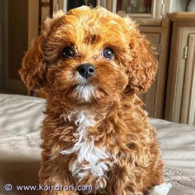 myydään cavapoo-pentuja www.koiratori.com-ilmoitus Meillä on pentuja, uros ja naaras. Niin lempeitä ja hellyydenkipeitä. Minulla on jäljellä kaksi. Tämä on loistava rotu lapsiperheille. Ne ovat erittäin helppoja kouluttaa ja innokkaita miellyttämään. Pennut ovat nyt valmiita muuttamaan uusiin koteihin, koska ne ovat juuri saaneet ensimmäiset rokotuksensa ja madotuksemme. Ne ovat ystävällisiä leikkimään lasten ja muiden lemmikkien kanssa. Kaikki ovat rokotettuja. Ota yhteyttä vain sähköpostitse.