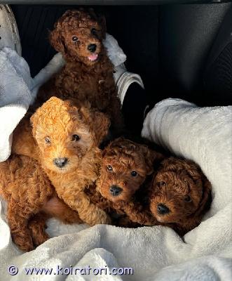 myydään poodle www.koiratori.com-ilmoitus Hei :)meillä on 3 kaunista kääpiövillakoirapoikaa ja 2 tyttöä, jotka etsivät rakastavia ja pysyviä koteja.pennut ovat terveistä vanhemmista, jotka on terveystarkastettu (silmät, lonkat ja polvet). Molempien vanhempien paino on 4–6 kg, joten pentujen odotetaan kasvavan samankokoisiksi.pennut on kasvatettu rakkaudella, ja ne ovat erittäin sosiaalisia, ystävällisiä ja itsevarmoja ihmisten, lasten ja muiden eläinten seurassa. Niillä on ihanat luonteet, ja ne tulevat olemaan upeita kumppaneita uusille perheilleen.pennut ovat syntyneet 13. Kesäkuuta ja ovat valmiita muuttamaan uusiin koteihinsa 14. Elokuuta alkaen. Ennen luovutusta ne eläinlääkärin tarkastetaan, rokotetaan, madotetaan ja ne saavat mukaansa terveyskortin sekä kaikki tarvittavat asiakirjat.etsimme vastuullisia ja rakastavia perheitä, jotka voivat tarjota turvallisen ja onnellisen kodin, jossa pentua rakastetaan koko sen elämän ajan.jos olet kiinnostunut, ota meihin yhteyttä ja kerro hieman itsestäsi, millaisen kodin voisit tarjota, sekä liitä mukaan puhelinnumerosi. Vastaamme mielellämme kaikkiin kysymyksiin ja autamme sinua löytämään uuden perheenjäsenesi. ??