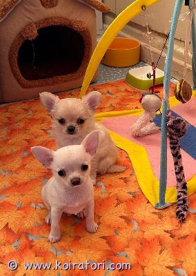 myydään chihuahua www.koiratori.com-ilmoitus Rakkaudella kasvatetut chihuahuan pennut - 1 pitkäkarvainen naaras ja 1 lyhytkarvainen uros etsivät kotia. Syntyneet 20. Toukokuuta 2026. Ne kasvavat rakastavassa ympäristössä ja ovat tottuneet muihin koiriin, ja ne voivat muuttaa uuteen kotiinsa elokuun puolivälissä.etsin pennuille vastuullista ja rakastavaa kotia, jossa ne voivat elää turvallista ja hyvää elämää perheenjäseninä.pennun mukana tulee rotutodistus, eu.passi sekä ruokinta- ja hoito-ohjeet. Ne on eläinlääkärin tarkastama, mikrosirutettu ja rokotettu.jos olet kiinnostunut tai haluat lisätietoja pennuista, kirjoita minulle sähköpostia.