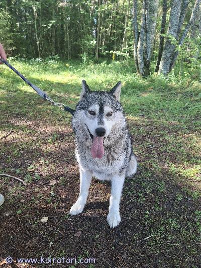 myydään siperianhusky www.koiratori.com-ilmoitus 2 husky narttua etsii loppuelämän kotia. 6v leikkaamaton ja 3v leikattu. Koirat ovat sosiaalisia, ihania ja tottuneet lapsiin. Myydään yhdessä tai erikseen. Ei kotiin jossa pieneläimiä. Joudumme luopumaan muuttuneen elämäntilanteen ja ajan puutteen vuoksi, ansaitsevat kodin jossa aikaa heitä lenkittää tarpeeksi ja ymmärretään huskyn tarpeet. Ovat entisiä valjakkokoiria joten sopivat myös harrasteluun. Ei lapsen lenkitettäväksi eikä vastuulle. Madotettu ja rokotettu. Passit löytyvät.ei pakko myynnissä, vain hyvään osaavaan kotiin. Kerro millaiseen kotiin olisivat tulossa.400€ /koira