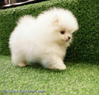 myydään pomeranian www.koiratori.com-ilmoitus Pomeranian tyttö 14.01.2026etsii omaa rakastava loppuelämän kotia.koira on rokotettu,sirutettu ja madotettu,passi mukana.paino 1.300kg(pieni tyttö)lisätietoja saat ottamalla yhteytta 0466244170