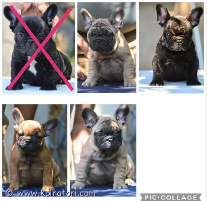 myydään Ranskanbulldoggi  www.koiratori.com-ilmoitus Valloittavat ranskispojat ovat valmiita pian omiin koteihinsa. Vapaana  kaksi vaaleaa fawnia, yksi brindle sekä yksi puna/fawn pentu. Polvitarkastetuista, hyväluonteisista ja hyvin hengittävistä vanhemmista. Pojat ovat vahvan urosleiman omaavat, maskuliiniset ja rotutyypilliset pennut. Luonteeltaan nämä ovat perusbullia - reippaita, eloisia ja hauskoja. Todella sosiaalisia sekä ystävällisiä pentuja. Pennut on kotikasvatettu perheen keskellä ja he ovat tottuneet tavallisen arjen tavallisiin asioihin. Pennut on useasti madotettu, sirutettu, rokotetettu sekä eläinlääkäritarkastettu kahteen kertaan. Pennut myös rekisteröidään. Luovutus on 13.8.2026 eteenpäin. Mukaansa pojat savat omat eväsreppunsa sekä rotukasvattajan vankan taustatuen elinkaarensa ajaksi. Lisätietoja saa asiallisesti yhteystietonsa lähettäneet, potentiaaliset ja varmat kotiehdokkaat, joilla on ranskikselle tarjolla parahin koti sekä talous kunnossa. Kodit valitaan tarkoin, joten varaudu kertomaan sinusta/teistä kattavasti jo ensimmäisessä yhteydenotossasi. Ei sijoitukseen, ei osamaksumahdollisuutta.