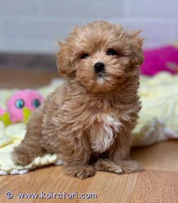 myydään maltipoo-pentuja www.koiratori.com-ilmoitus Meillä on pentuja, uros ja naaras. Niin lempeitä ja hellyydenkipeitä. Minulla on jäljellä kaksi urosta ja naaras. Tämä on loistava rotu lapsiperheille. Ne ovat erittäin helppoja kouluttaa ja innokkaita miellyttämään. Pennut ovat nyt valmiita muuttamaan uusiin koteihin, koska ne ovat juuri saaneet ensimmäiset rokotuksensa ja madotuksen. Ne ovat ystävällisiä ja leikkivät lasten ja muiden lemmikkien kanssa. Kaikki ovat rokotettuja. Ota yhteyttä vain sähköpostitse.