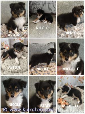 MYYDääN sheltie www.koiratori.com-ilmoitus The kennel is reserving tricolor sheltie puppies born on 23.06.2026.two girls and two boys are available for reservation.all puppies are healthy and have no food or medication allergies.the puppies are outgoing, playful, and always positive.all puppies are cea n/n.all boys have intact testicles.they will be ready to go to their new families from mid-august.each puppy will have an ekl/fci pedigree, a european passport, a microchip, age-appropriate vaccinations, and a sales contract.the parents are show dogs and have been health tested.i have whatsapp and viber.kennel varaa 23.06.2026 syntyneitä tricolor shelttipentuja.varattavissa on kaksi tyttöä ja kaksi urosta.kaikki pennut ovat terveitä, eikä niillä ole ruoka- tai lääkeaineallergioita.pennut ovat ulospäinsuuntautuneita, leikkisiä ja aina positiivisia.kaikki pennut ovat cea n/n -sertifioituja.kaikilla uroksilla on ehjät kivekset.ne ovat valmiita muuttamaan uusiin koteihinsa elokuun puolivälistä alkaen.jokaisella pennulla on ekl/fci-sukutaulu, eurooppalainen passi, mikrosiru, ikätasoiset rokotukset ja kauppakirja.vanhemmat ovat näyttelykoiria ja heille on tehty terveystarkastuksia.minulla on whatsapp ja viber.