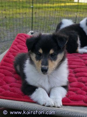 myydään pitkäkarvainen collie www.koiratori.com-ilmoitus 2 pitkäkarvaisen collien tricolour uros pentua vailla omaa kotia. Ikää 7 vkoa. Sirutetut ,rekisteröidyt ja terveet  pennut. Ei mielellään kerrostaloon.