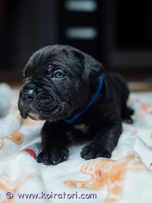 MYYDääN canecorso www.koiratori.com-ilmoitus Kauniit mustabrindlet ja mustat pennut syntyivät kennelliimme 23.7.vielä muutama pentu varattavissa parhaaseen ja vastuuntuntoiseen kotiin.vanhemmat ovat hyväluonteiset ja terveet hyvillä näyttelytuloksilla.pennulle mukaan erittäin kattava pentupaketti(arvo n.200e)sekä kasvattajan loppuelämän tuki.kodilta odotamme rodun tuntemusta/rotuun tutustumista sekä elämäntilannetta,jossa pennulle mahdollisuus tarjota huolehtiva ja vastuuntuntoinen koti.osamaksu mahdollisuus.ole valmis kertomaan millainen koti sinulla olisi tarjota.kerron mielelläni lisää pennuistamme +37255628699 whatsapp
