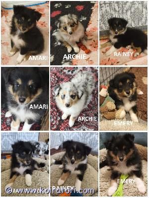 MYYDääN sheltie www.koiratori.com-ilmoitus The kennel is reserving sheltie puppies born on 18.06.2026. We have one tricolor female and three males (two tricolors and one blue merle) available for reservation.all puppies are healthy, beautiful, outgoing, playful, and always positive.all puppies are free of food and medication allergies.they will be ready to go to their new families in mid-august.each puppy will have an ekl/fci pedigree, a european passport, a microchip, age-appropriate vaccinations, and a sales contract.the parents are show dogs and have been health tested.i have whatsapp and viber.kennel varaa 18. Kesäkuuta 2026 syntyneitä shelttipentuja. Meillä on varattavissa yksi tricolor-naaras ja kolme urosta (kaksi tricolor-väristä ja yksi blue merle).kaikki pennut ovat terveitä, kauniita, ulospäinsuuntautuneita, leikkisiä ja aina positiivisia.kaikki pennut ovat ruoka-aine- ja lääkeaineallergioista vapaita.ne ovat valmiita muuttamaan uusiin koteihinsa elokuun puolivälissä.jokaisella pennulla on ekl/fci-sukupuu, eurooppalainen passi, mikrosiru, ikätasoiset rokotukset ja kauppakirja.vanhemmat ovat näyttelykoiria ja heille on tehty terveystarkastuksia.minulla on whatsapp ja viber.