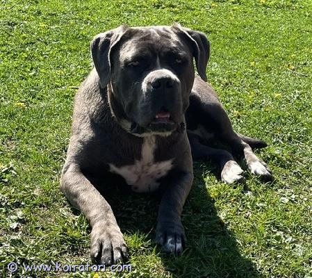 myydään canecorso www.koiratori.com-ilmoitus Synt. 25.04.2025 narttu. Koira on asianmukaisesti madotettu, eläinlääkärin terveksi todettu ja sirutettu. Eu passi, rodutodistus. Ei ole ongelmakoira, paras koti on maaseudulla tai koti jossa suuri piha, mutta soveltuu myös kaupunkiin jos ulkoilua on riittävästi.