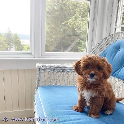 myydään cavapoo-pentuja www.koiratori.com-ilmoitus Meillä on pentuja, uros ja naaras. Niin lempeitä ja hellyydenkipeitä. Minulla on jäljellä kaksi urosta ja naaras. Tämä on loistava rotu lapsiperheille. Ne ovat erittäin helppoja kouluttaa ja innokkaita miellyttämään. Pennut ovat nyt valmiita muuttamaan uusiin koteihin, koska ne ovat juuri saaneet ensimmäiset rokotuksensa ja madotuksen. Ne ovat ystävällisiä ja leikkivät lasten ja muiden lemmikkien kanssa. Kaikki ovat rokotettuja. Ota yhteyttä vain sähköpostitse.