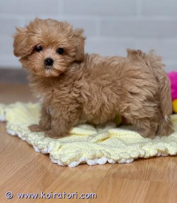 myydään maltipoo-pentuja www.koiratori.com-ilmoitus Meillä on pentuja, uros ja naaras. Niin lempeitä ja hellyydenkipeitä. Minulla on jäljellä kaksi urosta ja naaras. Tämä on loistava rotu lapsiperheille. Ne ovat erittäin helppoja kouluttaa ja innokkaita miellyttämään. Pennut ovat nyt valmiita muuttamaan uusiin koteihin, koska ne ovat juuri saaneet ensimmäiset rokotuksensa ja madotuksen. Ne ovat ystävällisiä ja leikkivät lasten ja muiden lemmikkien kanssa. Kaikki ovat rokotettuja. Ota yhteyttä vain sähköpostitse.