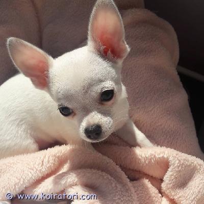 myydään Chihuahuan pennut www.koiratori.com-ilmoitus Meillä on pentuja, uros ja naaras. Niin lempeitä ja hellyydenkipeitä. Minulla on jäljellä kaksi urosta ja naaras. Tämä on loistava rotu lapsiperheille. Ne ovat erittäin helppoja kouluttaa ja innokkaita miellyttämään. Pennut ovat nyt valmiita muuttamaan uusiin koteihin, koska ne ovat juuri saaneet ensimmäiset rokotuksensa ja madotuksen. Ne ovat ystävällisiä ja leikkivät lasten ja muiden lemmikkien kanssa. Kaikki ovat rokotettuja. Ota yhteyttä vain sähköpostitse.