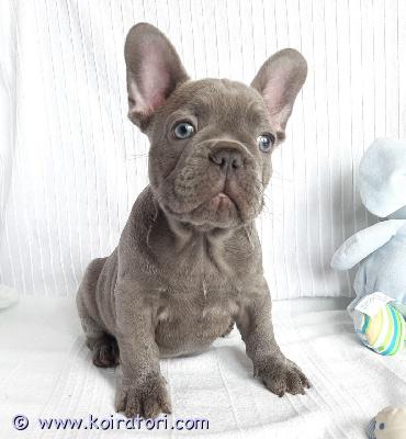 myydään Ranskanbulldogin pennut www.koiratori.com-ilmoitus Meillä on pentuja, uros ja naaras. Niin lempeitä ja hellyydenkipeitä. Minulla on jäljellä kaksi urosta ja naaras. Tämä on loistava rotu lapsiperheille. Ne ovat erittäin helppoja kouluttaa ja innokkaita miellyttämään. Pennut ovat nyt valmiita muuttamaan uusiin koteihin, koska ne ovat juuri saaneet ensimmäiset rokotuksensa ja madotuksen. Ne ovat ystävällisiä ja leikkivät lasten ja muiden lemmikkien kanssa. Kaikki ovat rokotettuja. Ota yhteyttä vain sähköpostitse.