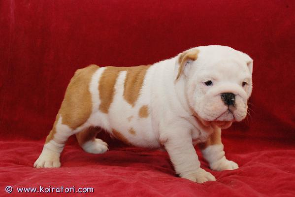 myydään Englanninbulldogin pennut www.koiratori.com-ilmoitus Meillä on pentuja, uros ja naaras. Niin lempeitä ja hellyydenkipeitä. Minulla on jäljellä kaksi urosta ja naaras. Tämä on loistava rotu lapsiperheille. Ne ovat erittäin helppoja kouluttaa ja innokkaita miellyttämään. Pennut ovat nyt valmiita muuttamaan uusiin koteihin, koska ne ovat juuri saaneet ensimmäiset rokotuksensa ja madotuksen. Ne ovat ystävällisiä ja leikkivät lasten ja muiden lemmikkien kanssa. Kaikki ovat rokotettuja. Ota yhteyttä vain sähköpostitse.