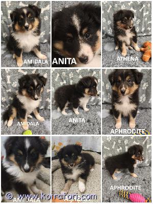 MYYDääN sheltie puppies www.koiratori.com-ilmoitus The kennel is reserving tricolor sheltie puppies, born on 30.06.2026.four females are available for reservation.they are descendants of the renowned marvitholl kennel.all puppies are healthy and have no food or medication allergies.the puppies are outgoing, playful, and always positive.they will be ready to go to their new families by the end of august.each puppy will have an ekl/fci pedigree, a european passport, a microchip, age-appropriate vaccinations, and a sales contract.the parents are show dogs and have been health tested.i have whatsapp and viber.kennel varaa tricolor sheltin pentuja, jotka ovat syntyneet 30.06.2026.neljä narttua on varattavissa.ne ovat tunnetun marvitholl-kennelin jälkeläisiä.kaikki pennut ovat terveitä, eikä niillä ole ruoka- tai lääkeaineallergioita.pennut ovat ulospäinsuuntautuneita, leikkisiä ja aina positiivisia.ne ovat valmiita muuttamaan uusiin koteihinsa elokuun loppuun mennessä.jokaisella pennulla on ekl/fci-sukutaulu, eurooppalainen passi, mikrosiru, ikätasoiset rokotukset ja kauppakirja.vanhemmat ovat näyttelykoiria ja ne on terveys tarkastettu.minulla on whatsapp ja viber.