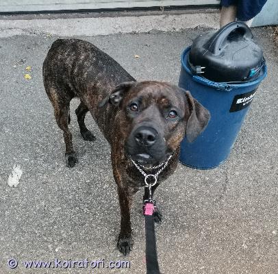 myydään seropi www.koiratori.com-ilmoitus Luonani kotia etsimässä vuoden ikäinen hiomaton helmi, cane corso mix narttu. Ihanne paikka taajaman ulkopuolella, aikuisessa kodissa, missä kokemusta tämän tyyppisistä koirista, ja aikaa sekä halua kouluttaa ja harrastaa. Elämän on oltava balanssissa. Tyttö aktivoituu ja syttyy sadasosa sekunnissa, mutta on oppinut hyvin lyhyessä ajassa  nopeaan rauhoittumiseen. Ilman ärsykkeitä, on pysynyt maalaismiljöössä pihapiirissä irti hyvin. Rakastaa vettä, leluja ja varmasti myös uutta isäntäänsä/emäntäänsä ehdoitta ja kovaa. Kaunis ja sporttinen brindle. Vieraille alkuun varautunut ja kaipaa osaavaa ja sitoutunutta, lempeää otetta. Toiset koirat toistaiseksi olleet ok. Tällä neidillä kuitenkin rajut leikit ja saattaa koetella kaverin hermoja. Vahtiviettiä löytyy tarpeeksi.  Motivoituu helposti nameilla, tai vaikka mustikoilla, kunhan saa olla mukana. tiettävästi terve. Ei allergioita. Tullaan käyttämään eläinlääkärissä (tarkoitus olisi strekata ennen kodin vaihtoa) Hihnakäytöksessä parannettavaa. Nopea ja saalisvietikäs tyttö ja kaipaa aktiviteetteja. Paljon vielä opittavaa, mutta potentiaalia löytyy vaikka mihin! kissoista tai muista eläimistä ei tietoa. Kasvanut lapsiperheessä, mutten suosittele pien lapsiperheeseen.  Matkustaa autossa mutkitta.