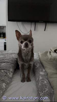 myydään chihuahua www.koiratori.com-ilmoitus Niilo etsii uutta rakastavaa kotiaRotu: VhihuahuaSukupuoli: urosSyntymäaika: 20.08.2015Syntymämaa: VenäjäPaino: n. 2,5kgVäri: lilacSijainti: OuluNiilo on 10-vuotias chihuahua, joka on luonteeltaan kiltti ja rauhallinen, mutta osaa myös vahtia. Pitää ihmisistä ja huomiosta.ei välitä pienistä lapsista. Antaa silittää, mutta lähtee mielellään pois tilanteesta. Tulee toimeen muiden koirien kanssa (etenkin pienet koirat) kunhan saa tutustua ensin. Isoille koirille haukkuu lenkillä.en osaa sanoa miten tulee kissojen kanssa toimeen. Yksinolo onnistuu hyvin ja tottunut matkustamaan autossa.Tullut kodinvaihtajana minulle 4-vuotiaana. On alunperin venäjältä. Sirutettu. Rokotettu. Rekisterissä venäjän kennelliitossa. Suomen kennelliittoon rekisteröity 9.11.2018ikää jo on. Takajaloissa havaittavissa välillä pientä jäykkyyttä. Aiemmassa kodissa korvat paleltuneet. Merkkailee sisälle jos tilaa ei ole rajattu.lääkityksenä ursochol mukoseeleen.hammaskiven poisto ja sappikontrolli ainakin edessä.Uusi koti etsinnässä muuttuneen elämäntilanteen takia ja koiran parasta ajatellen.Hän sopisi parhaiten rauhalliseen aikuistalouteen / ainoaksi koiraksi / toisen pienen koiran kaveriksi.uudelta kodilta toivotaan ennen kaikkea sitoutumista, aikaa ja halua tarjota hänelle loppuelämän rakastava koti.Kerrothan yhteydenotossa hieman itsestäsi, elämäntilanteestasi ja millaiseen kotiin koira olisi tulossa.hinta: 300€Lisätiedot ja kysymykset spostilla. Kaikki koiran tavarat saa mukaan.