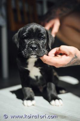 MYYDääN canecorso www.koiratori.com-ilmoitus Kauniit mustabrindlet ja mustat pennut syntyivät kenneliimme 23.7.vielä muutama pentu varattavissa parhaaseen ja vastuuntuntoiseen kotiin.vanhemmat ovat hyväluonteiset ja terveet hyvillä näyttelytuloksilla.pennulle mukaan erittäin kattava pentupaketti(arvo n.200e)sekä kasvattajan loppuelämän tuki.kodilta odotamme rodun tuntemusta/rotuun tutustumista sekä elämäntilannetta,jossa pennulle mahdollisuus tarjota huolehtiva ja vastuuntuntoinen koti.osamaksu mahdollisuus.ole valmis kertomaan millainen koti sinulla olisi tarjota.kerron mielelläni lisää pennuistamme +37255628699 whatsapp