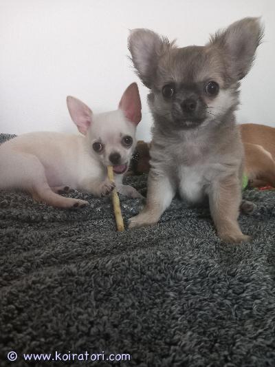 myydään chihuahua www.koiratori.com-ilmoitus Omia koteja etsii kohta10 viikkoiset chihuahua veljekset. Pitkäkarvainen soopeli poika ja lyhytkarvainen valkoinen/creme poika. Pennut käyvät vielä eläinlääkärin tarkastuksessa ja sirutuksessa ennen luovutusta. Madotettu säännöllisesti. Syövät raakaruokaa ja royal canin nappulaa. Molemmat vanhemmat nähtävillä. Vain hyviin koteihin