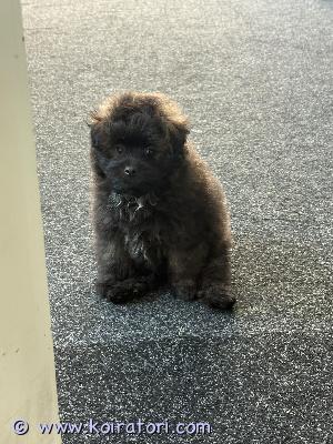 myydään pomapoo www.koiratori.com-ilmoitus Tämä designer-koira tunnetaan suloisesta, nallekarhumaisesta ulkonäöstään, sosiaalisesta luonteestaan ja älykkyydestään. Se sopii erinomaisesti seurakoiraksi niin perheisiin, sinkuille kuin senioreillekin.kasvaa noin 2.5-6kg, 20-35cmpentujen isä pomerian ja äiti toyvillakoira.nämä nallet etsii uutta kotia pakottavan syyn takia, heidät on rokotettu, madotettu, sirutettu. Pennut oppineet käsittelyyn ja tottuneet lapsiin. Pottakoulu myös sujuu hyvin.