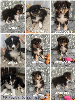 MYYDääN sheltie www.koiratori.com-ilmoitus The kennel is reserving tricolor sheltie puppies, born on 30.06.2026.three females are available for reservation.they are descendants of the renowned marvitholl kennel.all puppies are healthy and have no food or medication allergies.the puppies are outgoing, playful, and always positive.they will be ready to go to their new families by the end of august.each puppy will have an ekl/fci pedigree, a european passport, a microchip, age-appropriate vaccinations, and a sales contract.the parents are show dogs and have been health tested.i have whatsapp and viber.kennel varaa tricolor sheltin pentuja, jotka ovat syntyneet 30. Kesäkuuta 2026.kolme narttua on varattavissa.ne ovat tunnetun marvitholl-kennelin jälkeläisiä.kaikki pennut ovat terveitä, eikä niillä ole ruoka- tai lääkeaineallergioita.pennut ovat ulospäinsuuntautuneita, leikkisiä ja aina positiivisia.ne ovat valmiita muuttamaan uusiin koteihinsa elokuun loppuun mennessä.jokaisella pennulla on ekl/fci-sukutaulu, eurooppalainen passi, mikrosiru, ikätasoiset rokotukset ja kauppakirja.vanhemmat ovat näyttelykoiria ja ne on terveys tarkastettu.minulla on whatsapp ja viber.