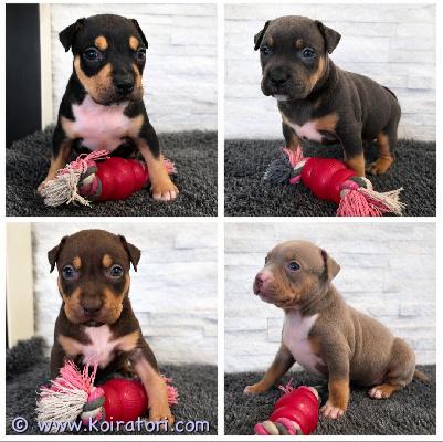 myydään americanbully www.koiratori.com-ilmoitus Americanbully xl/standard -pentue.upeat tri color pennut etsivät aktiivisia ja rakastavia loppuelämän kotejaan.molemmat vanhemmat ovat terveitä ja tervepäisiä rotunsa edustajia. Luonteeltaan erittäin ihmisläheisiä sosiaalisia ja tasapainoisia perhekoiria.sukutaulun huippunimiä ovat muun muassa:• dual ch jax • parasiemprebulls trinity  trimax • bomb blood don choc • raw prides brace • bossys jumanji  pez koipennut kasvavat lapsiperheen arjessa tottuen erilaisiin ääniin, käsittelyyn, eri ihmisiin sekä muihin koiriin. Panostamme pentujen varhaiseen sosiaalistamiseen ja monipuolisiin kokemuksiin ennen luovutusta.pennut luovutetaan:• eläinlääkärin tarkastamina• useaan kertaan madotettuina• sirutettuina• rekisteröityinä abkc (american bully kennel club)pentupaketin kera.luovutus syyskuun toisella viikolla.jos olet etsimässä itsellesi tai perheellesi uutta perheenjäsentä, niin ota yhteyttä niin jutellaan lisää.toivomme, että kerrot yhteydenotossasi itsestäsi ja perheestäsi sekä siitä millaisen kodin voit tarjota tulevalle pennulle. 