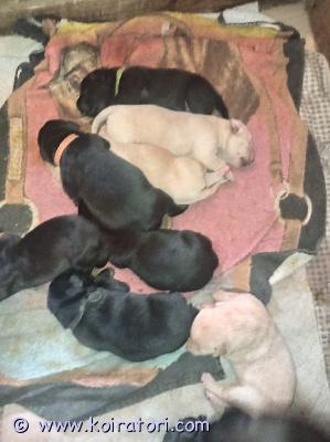 myydään sekarotuinen www.koiratori.com-ilmoitus Varattavissa sekarotuisia 20.7. Syntyneitä pentuja. 4 urosta ja 4 narttua.emä puoliksi dobermann ja puoliksi kaikkea muuta (mm. Doggi, spk, noutajia, landseer, rottweiler...) ja isä käyttölinjainen labradori. Molemmat vanhemmat omia ja nähtävissä.pennuista odotettavissa aktiivisia joka sään ulkoilijoita jotka kiintyvät omaan ihmiseen. Tarvitsevat niin aivotyöskentelyä kuin oman paikan sohvalta.luovutus aikaisintaan 14.9. Madotettuna, ell tarkistamina ja sirutettuna. Mukaan saa pienen pentupaketin sekä kasvattajan ikuisen tuen.hinta 1300e, josta  varausmaksu 300e.kerron mielelläni lisää. 