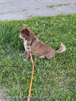 myydään chihuahua www.koiratori.com-ilmoitus Myydään 7v vanha chihuahua poika huolehtivaan loppuelämän kotiin, tottunut kerrostalo asumiseen ja lapsiin tottelee hyvin käskyä ja luonteeltaan kiltti.sirutettu, rokotettu,madoutettu.hinta,500e huom: koira ollut meillä pennusta saakka kerrothan itsestäsi niin otamme yhteyttä