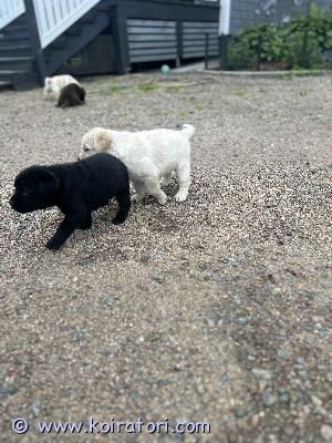 myydään labradorinnoutajapennut www.koiratori.com-ilmoitus 5 suloista labradorinnoutajan urospentua etsii hyvää kotia. Syntyneet 16.7.2026. 1 musta ja 4 keltaista. Luovutus 10.9.jälkeen 8 viikon ikäisinä.eläinlääkärin terveystarkastukset tulossa ja sirutetaan. Rekisteröidään kennelliittoon. tervetuloa katsomaan ja samalla saa nähdä pentujen vanhemmat. 
