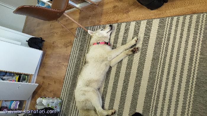 myydään huskysaksanpaimenkoiramix www.koiratori.com-ilmoitus Marraskuussa 7v täyttävä, leikkaamaton husky/saksanpaimenkoiramix-narttu etsii uutta kotia. Uudessa kodissa oltava koirakokemusta ja -osaamista, etenkin eroahdistukseen liittyen. Toimii laumassa, ainakin muiden narttujen kanssa. Lasten kanssa mainio kaveri. Vaatii liikuntaa ja aikaa uudelta omistajalta. Yksin ollessaan tuhoaa ja pyrkii karkuun/ihmisen perään eroahdistuksen vuoksi, jonka takia ei suositella ainoaksi koiraksi. Koirakavereiden kanssa, ilman ihmistä ollessaan tuhoja ei pitäisi syntyä. Ihmisrakas, tottelevainen, kiltti ja miellyttämisen haluinen neiti. Hihnassa kävelee vetämättä, ei räyhää muille koirille tai ihmisille. Loistava koira ihmiselle, jolla on tarjota koiralle paljon aikaa ja yhteistä tekemistä.olemme pelastaneet koiran lopetukselta edellisen omistajan elämäntilanteen muutoksen vuoksi. Turkki vaatii hoitoa, on takkuinen. Rokotukset, madotukset ja hampaat edellisen omistajan mukaan ok.