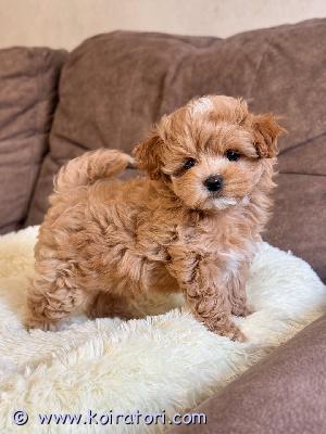 myydään maltipoo-pentuja www.koiratori.com-ilmoitus Meillä on nyt myytävänä superihania pentuja. Niin lempeitä ja hellyydenkipeitä. Meillä on jäljellä yksi uros ja yksi naaras. Tämä on loistava rotu lapsiperheille. Pentumme ovat todella innokkaita leikkimään lasten ja muiden lemmikkien kanssa. Ne ovat kaikki terveitä, rokotettuja, pottakoulutettuja ja osaavat käyttää vessaa. Ota yhteyttä saadaksesi lisätietoja, kuvia ja toimitusohjeet.
