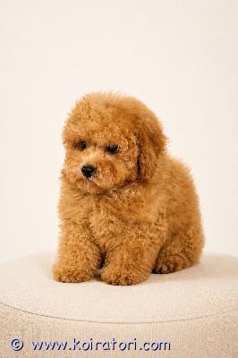 myydään maltipoo www.koiratori.com-ilmoitus Kaunis punainen maltipoo-poika etsii rakastavaa ja vastuullista kotia. pennulla on rokotus, mikrosiru ja lemmikkieläinpassi. Emälle on tehty geenitestit. Pentu on iloinen, leikkisä, seurallinen ja tottunut ihmisiin. Hänellä on ihana luonne ja kaunis, pehmeä turkki.pikkuinen on valmis muuttamaan uuteen kotiin ja tuomaan paljon iloa sekä rakkautta uudelle perheelleen.