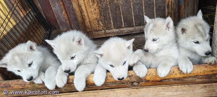 myydään husky www.koiratori.com-ilmoitus Meille syntyi 5 ihastuttavaa ja suloista narttupentua 9.7 jotka etsivät elämänsä rakastavaa ja aktiivista kotia. Molemmat vanhemmat ovat  huskeja. Vanhemmat ovat perusterveitä ja hyvin ihmisrakkaita. Pennut ovat luovutusiässä alkaen syyskuun 9. Pennut sirutetaan ja pentutarkastetaan ennen luovutusta, soveltuvat perheeseen jossa liikutaan ja harrastetaan koska rotu tarvitsee liikuntaa ja virikkeitä. Emme anna pentuja kerrostaloon.Ota rohkeasti yhteyttä, kerro minkälaisen kodin ja ympäristön tarjoaisit pennulle niin jutellaan lisää.  Laita tekstiviesti jos en pystyy vastaamaan niin soitan sinulle takaisin.