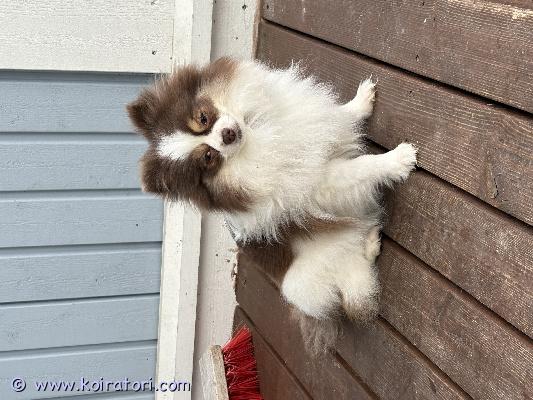 myydään pomeranian www.koiratori.com-ilmoitus Ajan puutteen vuoksi ja elämän tilanteen muutoksen vuoksi omaa rakastavaa kotia etsii pomi tyttö. Rakastaa sylissä oloa ja rapsutuksia. Neiti ei sovellu lapsi perheeseen vaikkakin tykkää lapsista, mutta ei ole koskaan ollut erityisemmin leikkisä kaveri. On tottunut kissoihin ja toisiin koiriin. Papereita ei ole mutta kaikki muu oleellinen dokumentti löytyymyyjä/omistaja: marita viirretkoiran nimi: pixie, pomerain saksanpystykorvaikä: 5vuotta, syntynyt 10.9.2021syntymämaa: venäjäpaino: 4kgkoira on puhdas rotuinen mutta paperit ovat jääneet venäjälle maailman tilanteen johdostasukupuoli: narttusirutettu: 10.12.2021madotettu 20.2.2026el tarkastama 20.1.2025