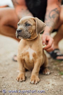 MYYDääN canecorso www.koiratori.com-ilmoitus Vielä varatttavissa tyttö ja 2 poikaa 14.6 syntyneestä pentueestamme.pennut on luovutusikäisiä ja rekisteröity eestin kennelliittoon.pennut on useasti madotettu ja eläinlääkäri on pennut siruttanut ja terveeksi tarkastanut sekä niillä on eu-passi.mukaan pennulle annamme kattavan pentupaketin sekä kasvattajan loppuelämän tuen.pentujen vanhempiin saa tutustua kennelissämme.isä on mm euroopan junior winner 2025,wds vice junior winner 2025 sekä usean maan valio.emä on usean maan muotovalio.molemmat vanhemmat hyväluonteiset ja terveeksi tutkittu.pentujen uudelta kodilta toivomme kokemusta/tutustumista rotuun ennen pennun hankintaa.mikäli sinulla on pennun hankinta ajankohtainen asia ja elämä kunnossa että pystyt tarjoamaan pennulle hyvän huolehtivan ja vastuuntuntoisen kodin ota yhteyttä +37255628699 niin kerron mielelläni lisätietoja.osamaksu mahdollisuus.ole valmis kertomaan itsestäsi ja millainen koti tarjolla.vielä varatttavissa tyttö ja 2 poikaa 14.6 syntyneestä pentueestamme.pennut on luovutusikäisiä ja rekisteröity eestin kennelliittoon.pennut on useasti madotettu ja eläinlääkäri on pennut siruttanut ja terveeksi tarkastanut sekä niillä on eu-passi.mukaan pennulle annamme kattavan pentupaketin sekä kasvattajan loppuelämän tuen.pentujen vanhempiin saa tutustua kennelissämme.isä on mm euroopan junior winner 2025,wds vice junior winner 2025 sekä usean maan valio.emä on usean maan muotovalio.molemmat vanhemmat hyväluonteiset ja terveeksi tutkittu.pentujen uudelta kodilta toivomme kokemusta/tutustumista rotuun ennen pennun hankintaa.mikäli sinulla on pennun hankinta ajankohtainen asia ja elämä kunnossa että pystyt tarjoamaan pennulle hyvän huolehtivan ja vastuuntuntoisen kodin ota yhteyttä +37255628699 niin kerron mielelläni lisätietoja.osamaksu mahdollisuus.ole valmis kertomaan itsestäsi ja millainen koti tarjolla.