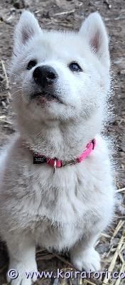 myydään husky www.koiratori.com-ilmoitus Kolme  suloista tyttöpentua vielä vapaana viiden tyttöpennun laumasta. Syntyneet 9 heinäkuuta ja  he on pentutarkastettu, sirutettu ja madotettu säännöllisesti.   molemmat vanhemmat ovat puhdasrotuisia huskyja. Vanhemmat ovat perusterveitä ja hyvin ihmisrakkaita. Pennut ovat luovutusiässä alkaen syyskuun 9. Toivomme että perheessä liikutaan ja harrastetaan ja tarjotaan koiralle virikkeitä.  soveltuu myös lapsiperheeseen. Emme anna pentuja kerrostaloon.ota rohkeasti yhteyttä, kerro minkälaisen kodin ja ympäristön tarjoaisit pennulle niin jutellaan lisää. Laita tekstiviesti jos en pystyy vastaamaan niin soitan sinulle takaisin.
