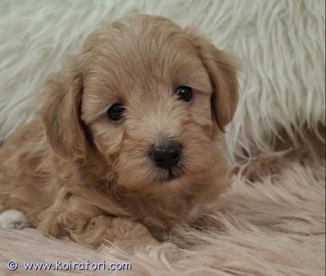 myydään Maltipoo www.koiratori.com-ilmoitus Herttaiset, lempeät ja aivan ihanat - lapsiperheen keskellä kasvaneet ja sosiaalistuneet - MALTIPOOpennut etsivät vastuullisia kotejaan! Vapaana enää yksi uros sekä kaksi narttua. Kantarotuina yhdistelmässä on komea, punainen kääpiövillakoira(isä) sekä nätti maltankoira(emä).pennut luovutetaan tarkoin valittuihin koteihin lokakuun lopussa eläinlääkäritarkastettuina, moneen kertaan madotettuina, rokotettuina sekä tunnistemerkittynä.Kyseessä on roturisteytyspentue, joten tätä rotua ei rekisteröidä.Pennut saavat mukaansa pentupaketit sekä myös elinkaaren mittaisen taustatuen. Kysy lisää ja esittele samalla itsesi numerosi kera. Ethän tuhlaa molemminpuolista aikaa vaan kysy pentua vasta, kun koiranhankinta on aidosti ajankohtainen ja talous sen hankinnan sallii. Ei osamaksumahdollisuutta.