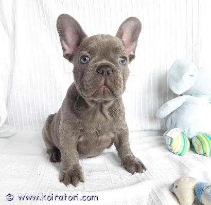 myydään Ranskanbulldogin pentuja www.koiratori.com-ilmoitus Meillä on nyt myytävänä superihania pentuja. Niin lempeitä ja hellyydenkipeitä. Meillä on jäljellä yksi uros ja yksi naaras. Tämä on loistava rotu lapsiperheille. Pentumme ovat todella innokkaita leikkimään lasten ja muiden lemmikkien kanssa. Ne ovat kaikki terveitä, rokotettuja, pottakoulutettuja ja osaavat käyttää vessaa. Ota yhteyttä saadaksesi lisätietoja, kuvia ja toimitusohjeet.