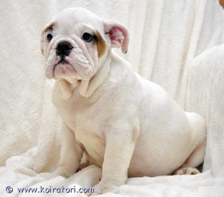 myydään Englanninbulldogin pentuja www.koiratori.com-ilmoitus Meillä on nyt myytävänä superihania pentuja. Niin lempeitä ja hellyydenkipeitä. Meillä on jäljellä yksi uros ja yksi naaras. Tämä on loistava rotu lapsiperheille. Pentumme ovat todella innokkaita leikkimään lasten ja muiden lemmikkien kanssa. Ne ovat kaikki terveitä, rokotettuja, pottakoulutettuja ja osaavat käyttää vessaa. Ota yhteyttä saadaksesi lisätietoja, kuvia ja toimitusohjeet.