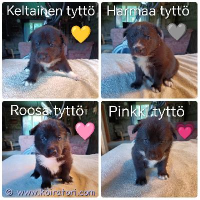 myydään sekarotuinen www.koiratori.com-ilmoitus Meille on syntynyt 30.7.26 karjalankarhukoira/jämtlanninpystykorva pentuja.6 narttua ja 5 urosta. Kaikki ovat väriltään mustavalkoisia.vapaana 4 narttua ja 1 uros. pennut sopivat metsästykseen tai kotikoiriksi liikunnalliseen kotiin.yksi pennuista tullaan jättämään itselle.pentueen vanhemmat ovat olleet hirvenmetsästyskäytössä ja ovat myös hyviä perhekoiria.molemmat ovat tervepäisiä, hyvähermoisia, ei arkuutta tai varautuneisuutta. Ovat olleet myös terveitä, eikä ole ollut allergioita.ovat todella kilttejä myös lasten kanssa. Emä rauhallinen ja lempeä, joka rakastaa olla silitettävänä.isä aktiivisempi, todella hellyydenkipeä jonka lempipaikka on sylissä.linkki isän sukutauluun https://jalostus.kennelliitto.fi/frmkoira.aspx?rekno=fi33325/23r=42linkki emän sukutauluunhttps://jalostus.kennelliitto.fi/frmkoira.aspx?rekno=fi37274/21r=48kasvavat n. 20-25kg kokoiseksi ja sopivat sekä ulko että sisäkoiriksi. Turkki tulee olemaan helppohoitoinen ja säänkestävä.pennut asuvat lapsiperheessä, joten tulevat hyvin tottumaan pieniin lapsiin, kodin ääniin ja myöskin toisiin koiriin, mitä kotona asustaa.pentujen luovutus on 24.9 alkaen, 8 viikon iässä.ennen luovutusta pennut tullaan madottamaan useasti, 2, 4, 6 ja 8 viikon iässä.eläinlääkäri tekee pentutarkastuksen sekä siruttaa pennut.rokotus jää uudelle omistajalle, pentujen ollessa 12 viikon ikäisiä. Pennut ruokitaan laadukkaasti ja hoitotoimenpiteitä harjoitellaan pienestä pitäen.pennuista pyydämme varausmaksun 50e mikä vähennetään kokonaishinnasta.pennut saavat mukaansa pentupakkauksen (sisältää pannan, hihnan, lelun, herkkuja, tuttua ruokaa yms.)pennuilla on myös oma instagramtili johon päivitetään pentujen kuulumisia viikottain.lisätietoja pennuista myös soittamalla044-0450854 (mikko)