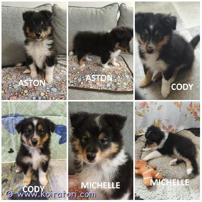MYYDääN sheltie www.koiratori.com-ilmoitus The kennel is selling tricolor sheltie puppies, born on 23.06.2026.one girl and two boys are available.all puppies are healthy and have no food or medication allergies.the puppies are outgoing, playful, and always positive.all puppies are cea n/n.all boys have intact testicles.the puppies are ready to go to their new families.each puppy has an ekl/fci pedigree, a european passport, a microchip, age-appropriate vaccinations, and a sales contract.the parents are show dogs and have been health tested.i have whatsapp and viber.kennel myy tricolor sheltin pentuja, jotka ovat syntyneet 23.06.2026.vapaina on üksi tyttöä ja kaksi urosta.kaikki pennut ovat terveitä, eikä niillä ole ruoka- tai lääkeaineallergioita.pennut ovat ulospäinsuuntautuneita, leikkisiä ja aina positiivisia.kaikki pennut ovat cea n/n -sertifioituja.kaikilla uroksilla on ehjät kivekset.pennut ovat valmiita muuttamaan uusiin koteihinsa.jokaisella pennulla on ekl/fci-sukutaulu, eurooppalainen passi, mikrosiru, ikätasoiset rokotukset ja kauppakirja.vanhemmat ovat näyttelykoiria ja heille on tehty terveystarkastuksia.minulla on whatsapp ja viber.
