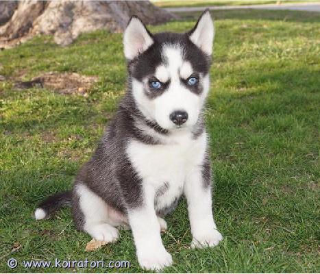 myydään Siperianhuskyn pennut www.koiratori.com-ilmoitus Meillä on nyt myytävänä superihania pentuja. Niin lempeitä ja hellyydenkipeitä. Meillä on jäljellä yksi uros ja yksi naaras. Tämä on loistava rotu lapsiperheille. Pentumme ovat todella innokkaita leikkimään lasten ja muiden lemmikkien kanssa. Ne ovat kaikki terveitä, rokotettuja, pottakoulutettuja ja osaavat käyttää vessaa. Ota yhteyttä saadaksesi lisätietoja, kuvia ja toimitusohjeet.
