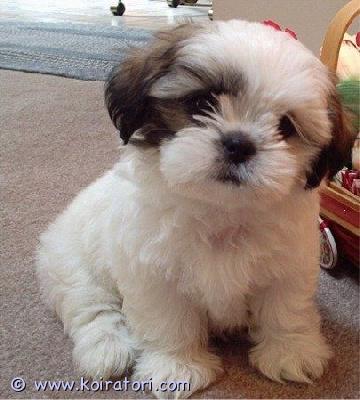myydään Shih Tzu -pentuja www.koiratori.com-ilmoitus Meillä on nyt myytävänä superihastuttavia pentuja. Niin lempeitä ja hellyydenkipeitä. Meillä on jäljellä yksi uros ja yksi naaras. Tämä on loistava rotu lapsiperheille. Pentumme ovat todella innokkaita leikkimään lasten ja muiden lemmikkien kanssa. Ne ovat kaikki terveitä, rokotettuja, pottakoulutettuja ja osaavat käyttää vessaa. Ota yhteyttä saadaksesi lisätietoja, kuvia ja toimitusohjeet.