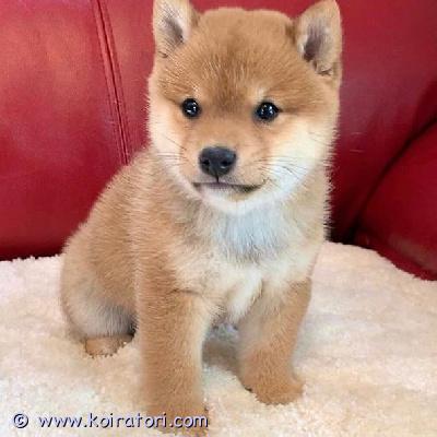 myydään Shiba Inun pentuja www.koiratori.com-ilmoitus Meillä on nyt myytävänä superihastuttavia pentuja. Niin lempeitä ja hellyydenkipeitä. Meillä on jäljellä yksi uros ja yksi naaras. Tämä on loistava rotu lapsiperheille. Pentumme ovat todella innokkaita leikkimään lasten ja muiden lemmikkien kanssa. Ne ovat kaikki terveitä, rokotettuja, pottakoulutettuja ja osaavat käyttää vessaa. Ota yhteyttä saadaksesi lisätietoja, kuvia ja toimitusohjeet.
