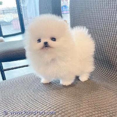 myydään Pomeranianin pentuja www.koiratori.com-ilmoitus Meillä on nyt myytävänä superihastuttavia pentuja. Niin lempeitä ja hellyydenkipeitä. Meillä on jäljellä yksi uros ja yksi naaras. Tämä on loistava rotu lapsiperheille. Pentumme ovat todella innokkaita leikkimään lasten ja muiden lemmikkien kanssa. Ne ovat kaikki terveitä, rokotettuja, pottakoulutettuja ja osaavat käyttää vessaa. Ota yhteyttä saadaksesi lisätietoja, kuvia ja toimitusohjeet.