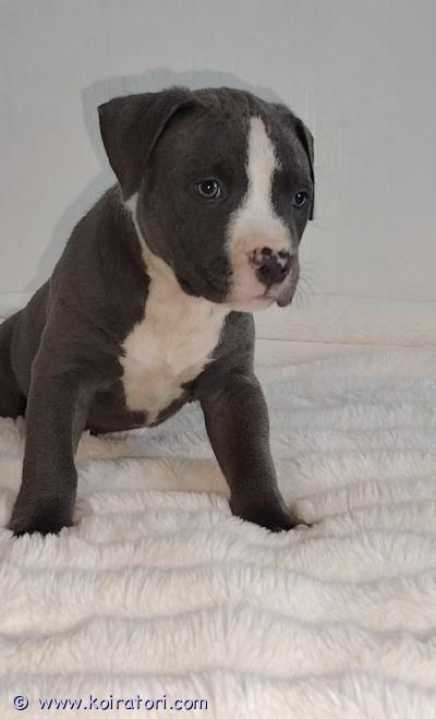 myydään americanxlbully www.koiratori.com-ilmoitus Rakastavaa loppuelämän kotia etsii  xl bully uros pentu diego. pentu on syntynyt 14.7 saavuttaa luovutusiän tiistaina 1.9 diego on luonteeltaan nokkela ja rauhallinen , mutta sosiaalinen . rakastaa leikkimistä ja läheisyyttä. pennut käyneet eläinlääkäri tarkastuksessa sekä sirutettavana . pennut totutetaan normaaliin käsittelyyn , lapsiin sekä normaaleihin kodin ääniin . uudella kodilla toivotaan olevan aikaisempaa kokemusta haastavista roduista. pennun muakana saa pienen pentu paketin. varausmaksu 150€ joka vähennetään myynti hinnasta .pentujen emä dior on paperillinen xl bully classic noin 35kg .dior on todella rauhallinen tervepäinen ja perhe keskeinen koti koira .lempeästä luonteesta huolimatta myös suojeluviettiä löytyy.uros koira on xl bully mix . Sosiaalinen, tervepäinen ja muiden koirien kanssa toimeen tuleva .mikäli sinulla olisi antaa tälle pennulle rakastava loppuelämän koti otathan yhteyttä s-postin kautta .marcus99daniel@gmail.comps: otathan yhteyttä vasta kun olet hartaasti miettinyt koiran ostoa.