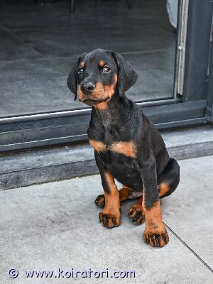 myydään Dobermannin ja pinserin pentuja www.koiratori.com-ilmoitus Meillä on nyt myytävänä superihania pentuja. Niin lempeitä ja hellyydenkipeitä. Meillä on jäljellä yksi uros ja yksi naaras. Tämä on loistava rotu lapsiperheille. Pentumme ovat todella innokkaita leikkimään lasten ja muiden lemmikkien kanssa. Ne ovat kaikki terveitä, rokotettuja, pottakoulutettuja ja osaavat käyttää vessaa. Ota yhteyttä saadaksesi lisätietoja, kuvia ja toimitusohjeet.