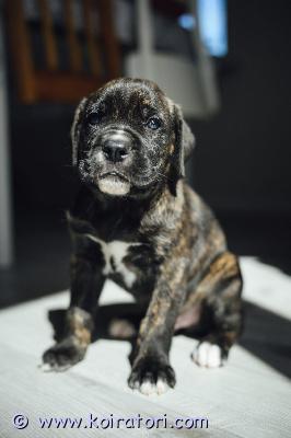 MYYDääN canecorso www.koiratori.com-ilmoitus Kauniit mustabrindlet ja mustat pennut syntyivät kenneliimme 23.7.vielä muutama pentu varattavissa parhaaseen ja vastuuntuntoiseen kotiin.vanhemmat ovat hyväluonteiset ja terveet hyvillä näyttelytuloksilla.pennulle mukaan erittäin kattava pentupaketti(arvo n.200e)sekä kasvattajan loppuelämän tuki.kodilta odotamme rodun tuntemusta/rotuun tutustumista sekä elämäntilannetta,jossa pennulle mahdollisuus tarjota huolehtiva ja vastuuntuntoinen koti.osamaksu mahdollisuus.ole valmis kertomaan millainen koti sinulla olisi tarjota.kerron mielelläni lisää pennuistamme +37255628699 whatsapp
