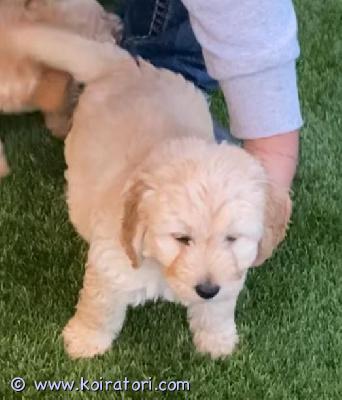 myydään Labradoodlen pennut www.koiratori.com-ilmoitus Meillä on uros- ja naaraspentuja, jotka ovat nyt valmiita lähtöön. Molemmilla on upean leikkisät persoonallisuudet ja ne rakastavat leikkiä lasten ja muiden lemmikkien kanssa! ne lähtevät myös pentuekavereidensa tuoksuisen peiton ja pehmolelun kanssa. Nämä pennut ovat täydellisiä seuralaisia ??ja ne sopivat täydellisesti mihin tahansa perheeseen. Niillä on merkittävä näyttelypotentiaali tai niistä tulee hellävaraisia ??perheen lemmikkejä. Ne ovat kaikki terveitä, rokotettuja, kotikoulutettuja, pottakoulutettuja ja kaikki ovat pottakoulutettuja. Ota yhteyttä saadaksesi lisätietoja, kuvia ja toimitusta.