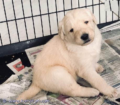 myydään Labradorinnoutajan pentuja www.koiratori.com-ilmoitus Meillä on uros- ja naaraspentuja, jotka ovat nyt valmiita lähtöön. Molemmilla on upean leikkisät persoonallisuudet ja ne rakastavat leikkiä lasten ja muiden lemmikkien kanssa! ne lähtevät myös pentuekavereidensa tuoksuisen peiton ja pehmolelun kanssa. Nämä pennut ovat täydellisiä seuralaisia ??ja ne sopivat täydellisesti mihin tahansa perheeseen. Niillä on merkittävä näyttelypotentiaali tai niistä tulee hellävaraisia ??perheen lemmikkejä. Ne ovat kaikki terveitä, rokotettuja, kotikoulutettuja, pottakoulutettuja ja kaikki ovat pottakoulutettuja. Ota yhteyttä saadaksesi lisätietoja, kuvia ja toimitusta.